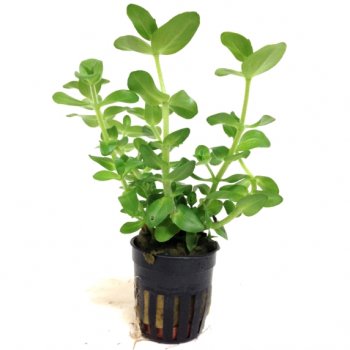 ANUBIAS - BACOPA CAROLINIANA